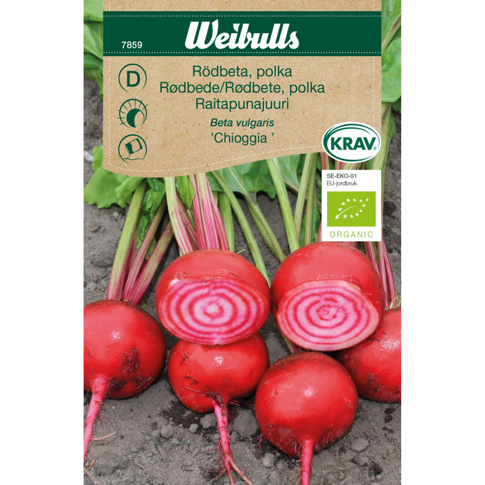 Polkarødbede 'Chioggia' økologisk